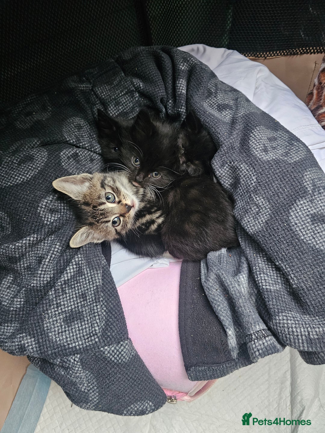 Mixed Breed cats for sale: 4 Gorgeous Bombay-Heritage Kittens- Litter Trained - Advert 7