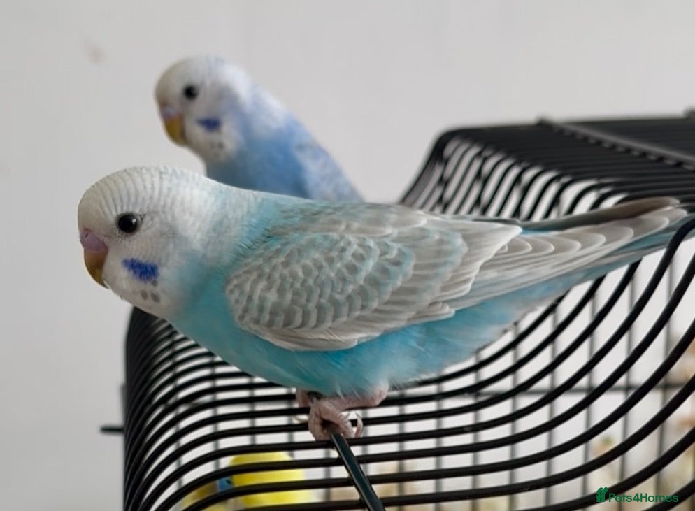 Budgerigars birds Beautiful baby boy budgie - Advert 12