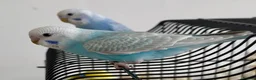 Budgerigars birds for sale: Beautiful baby Greywing budgies - Advert 2
