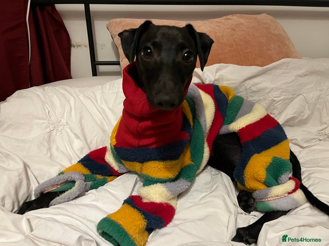 Italian Greyhound dogs for stud: Italian greyhound STUD  - Image 1
