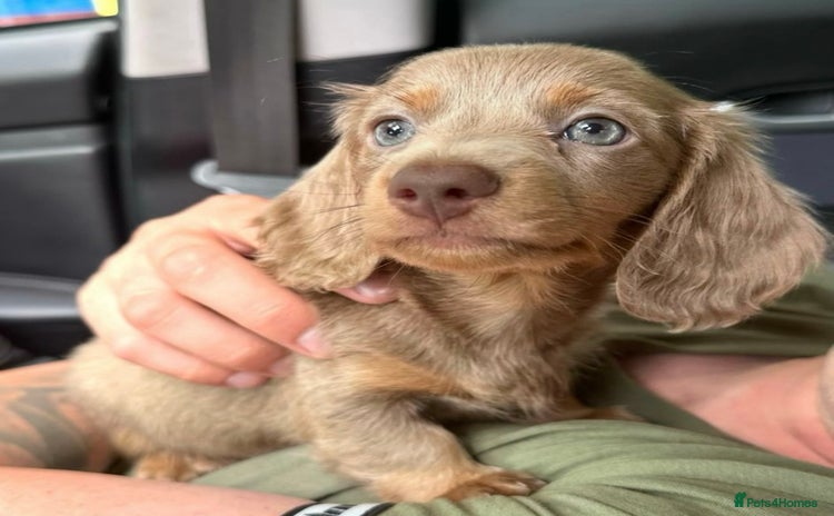Miniature Dachshund dogs - Advert 2