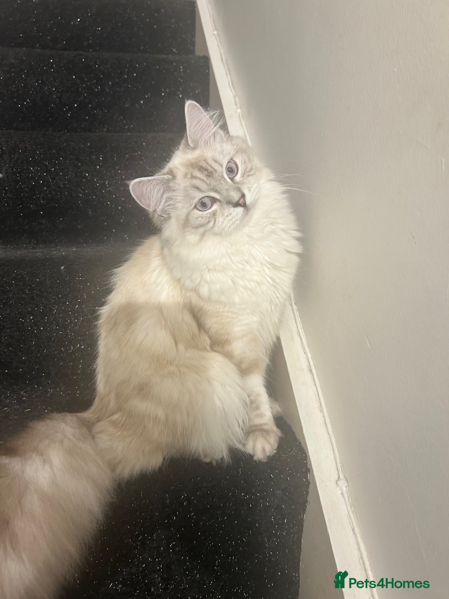 Ragdoll cats STUNNING RAGDOLL/PERSIAN KITTEN  - Advert 5