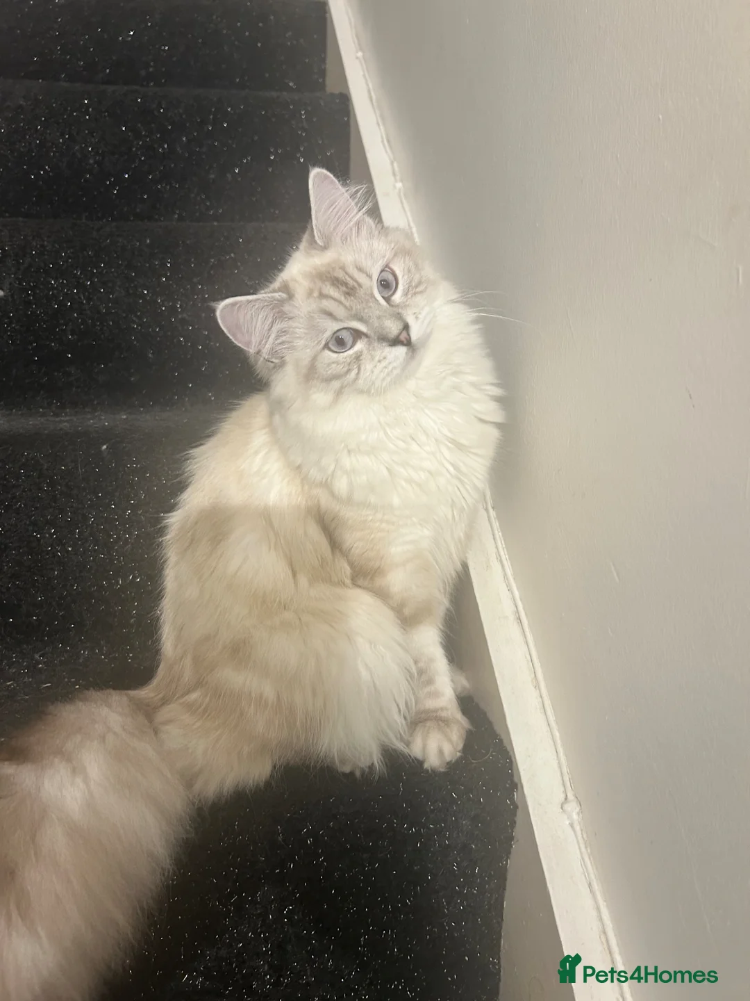 Ragdoll cats for sale: STUNNING RAGDOLL/PERSIAN KITTEN  in Nottingham - Advert 1