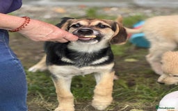 Mixed Breed dogs for adoption: DARIA -  a superb little girl, for a Loving Home - Image 7