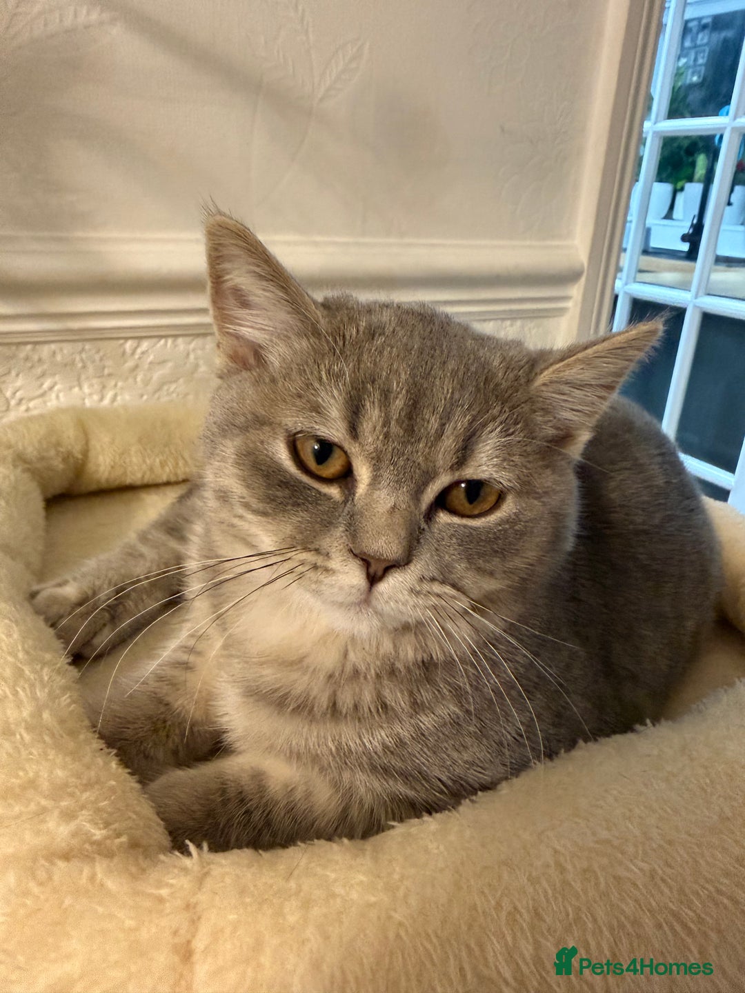 British Shorthair cats for sale: British shorthair  - Advert 7