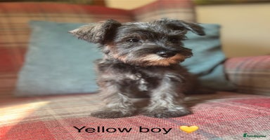 Miniature Schnauzer dogs - Advert 3