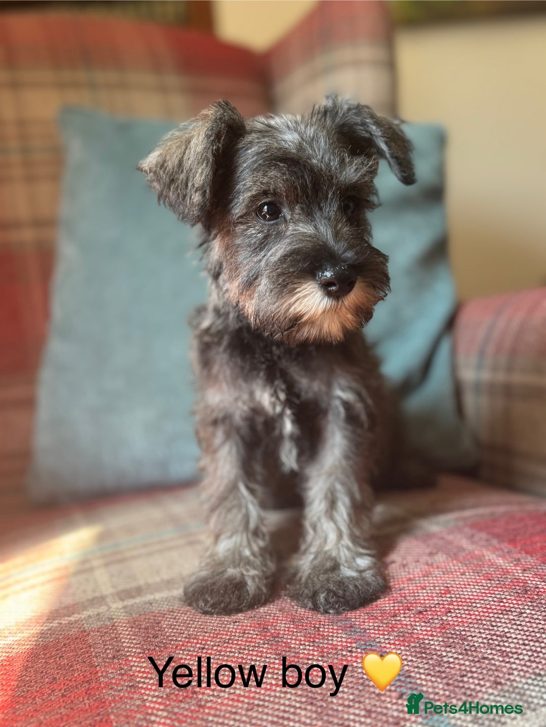 Miniature Schnauzer dogs for sale: KC Registered, health tested, puppies ready now!  - Image 3