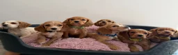 Cocker Spaniel dogs for sale: Puppies Cocker Spaniel  - Advert 7