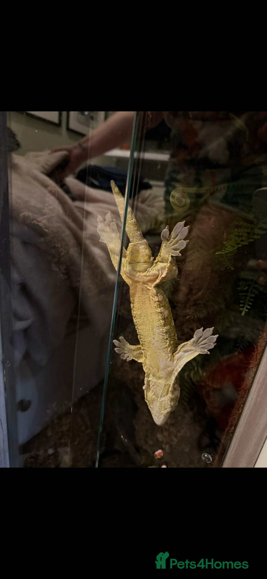 Gecko reptiles for sale: Male leachianus gecko with full set up  - Advert 4