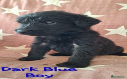 Australian Labradoodle dogs for sale: Miniture labradoodle puppies available  - Image 10