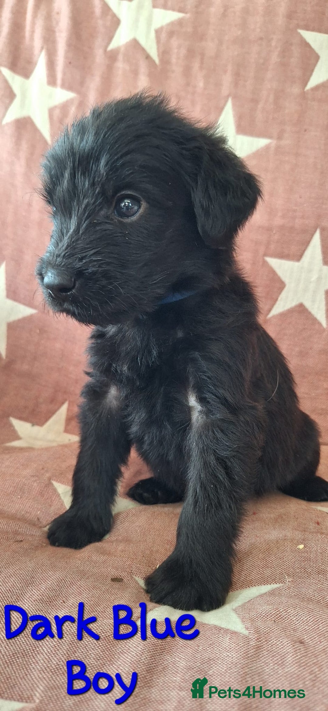 Australian Labradoodle dogs for sale: Miniture labradoodle puppies available  - Image 10