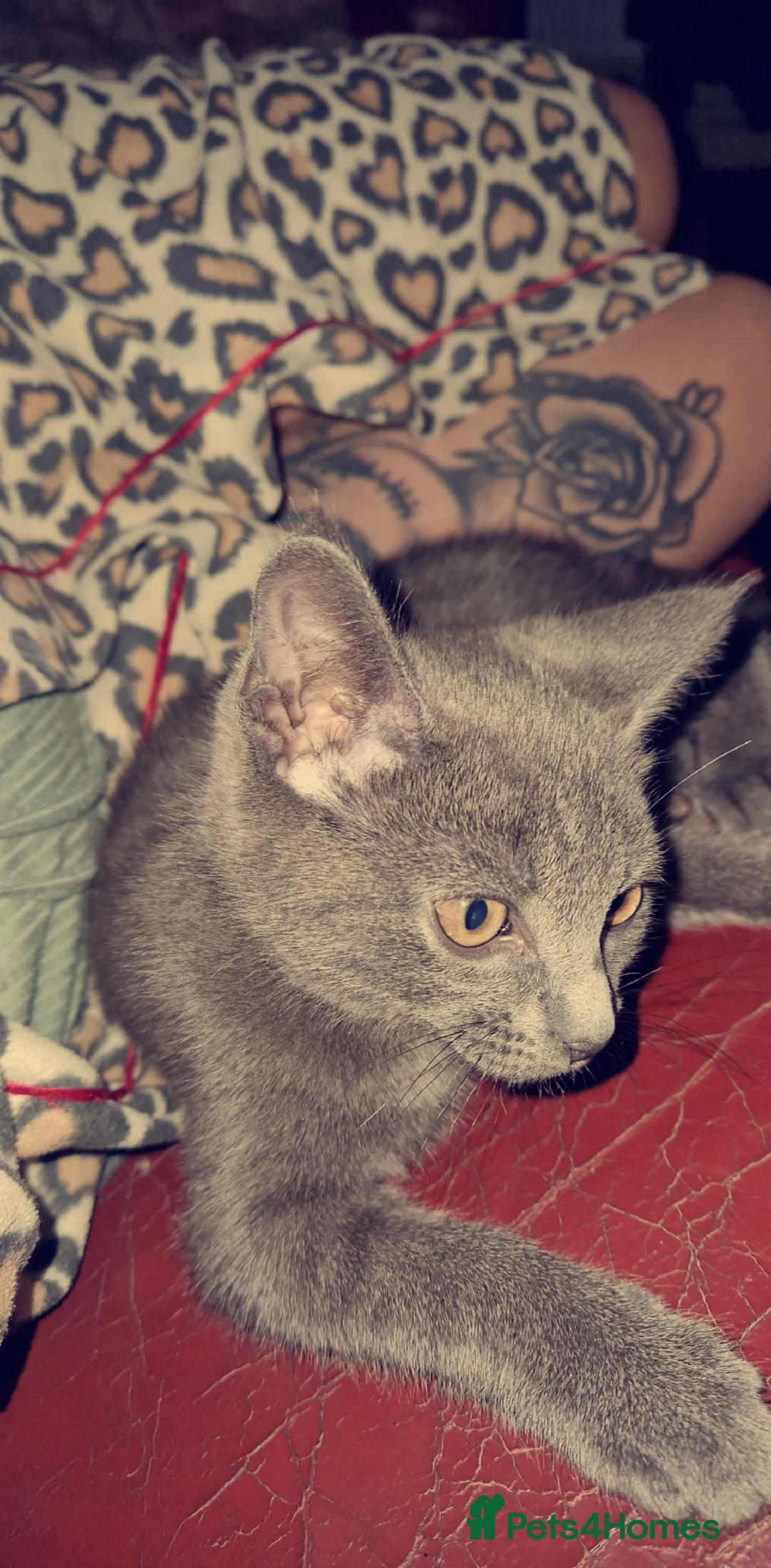 Mixed Breed cats for sale: Stunning grey bsh-mix female cat - Advert 4