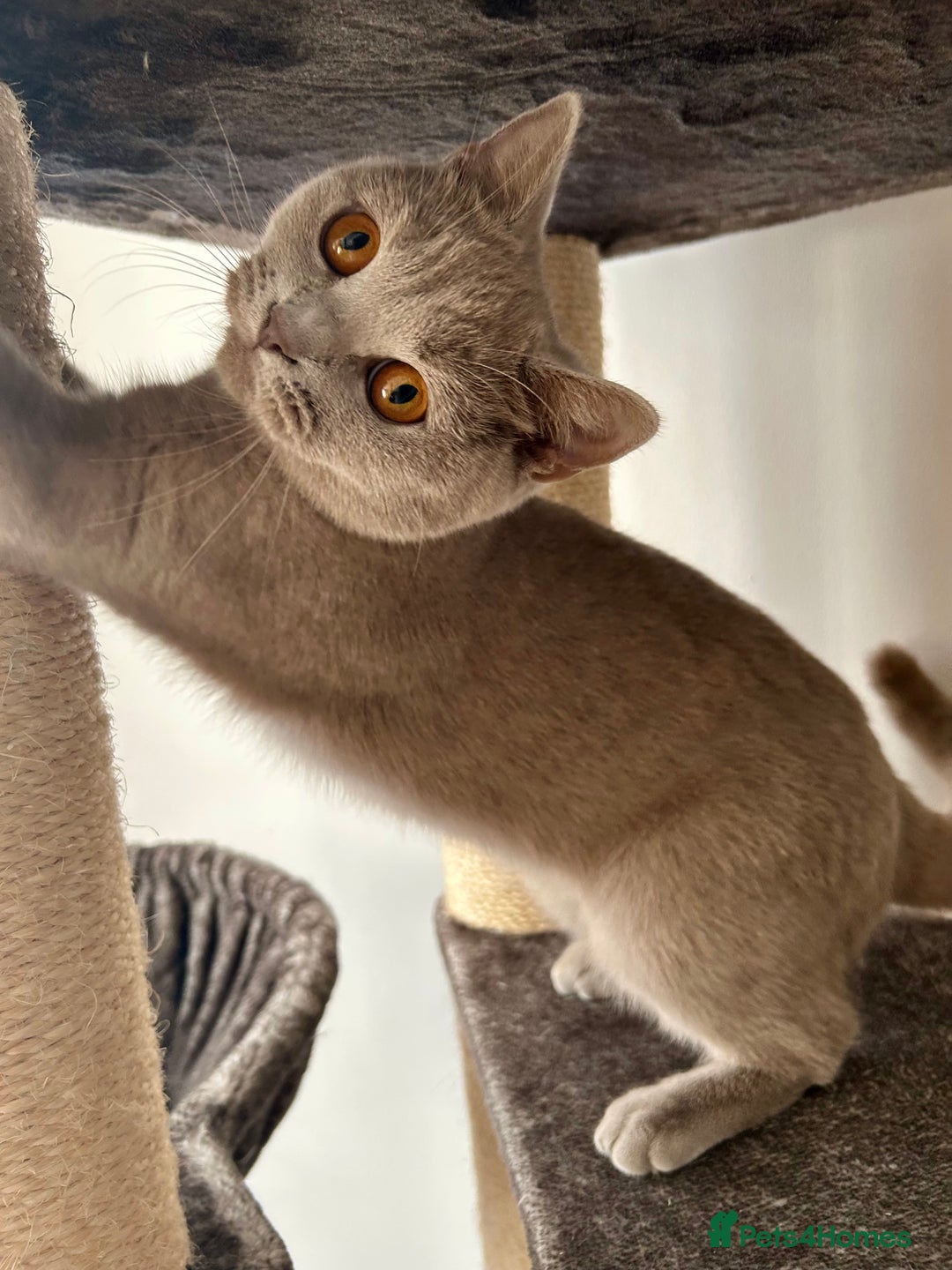 British Shorthair cats for sale: British shorthair female - Image 3