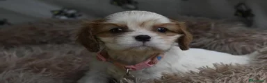 Cavalier King Charles Spaniel 4