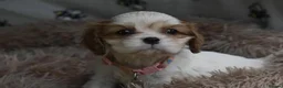 Cavalier King Charles Spaniel dogs for sale: Beautiful Cavalier King Charles Spaniel Puppies in Basingstoke - Advert 10