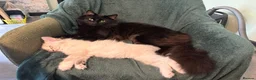 Ragdoll cats for sale: 3/4 Ragdoll Kittens - all long haired beauties  - Advert 24