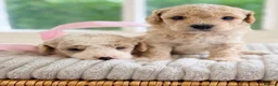 Cavapoochon dogs for sale: Cavapoochon puppies - Advert 7
