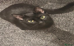 Mixed Breed cats for sale: 5 beautiful kittens ready for a new loving home  - Image 14