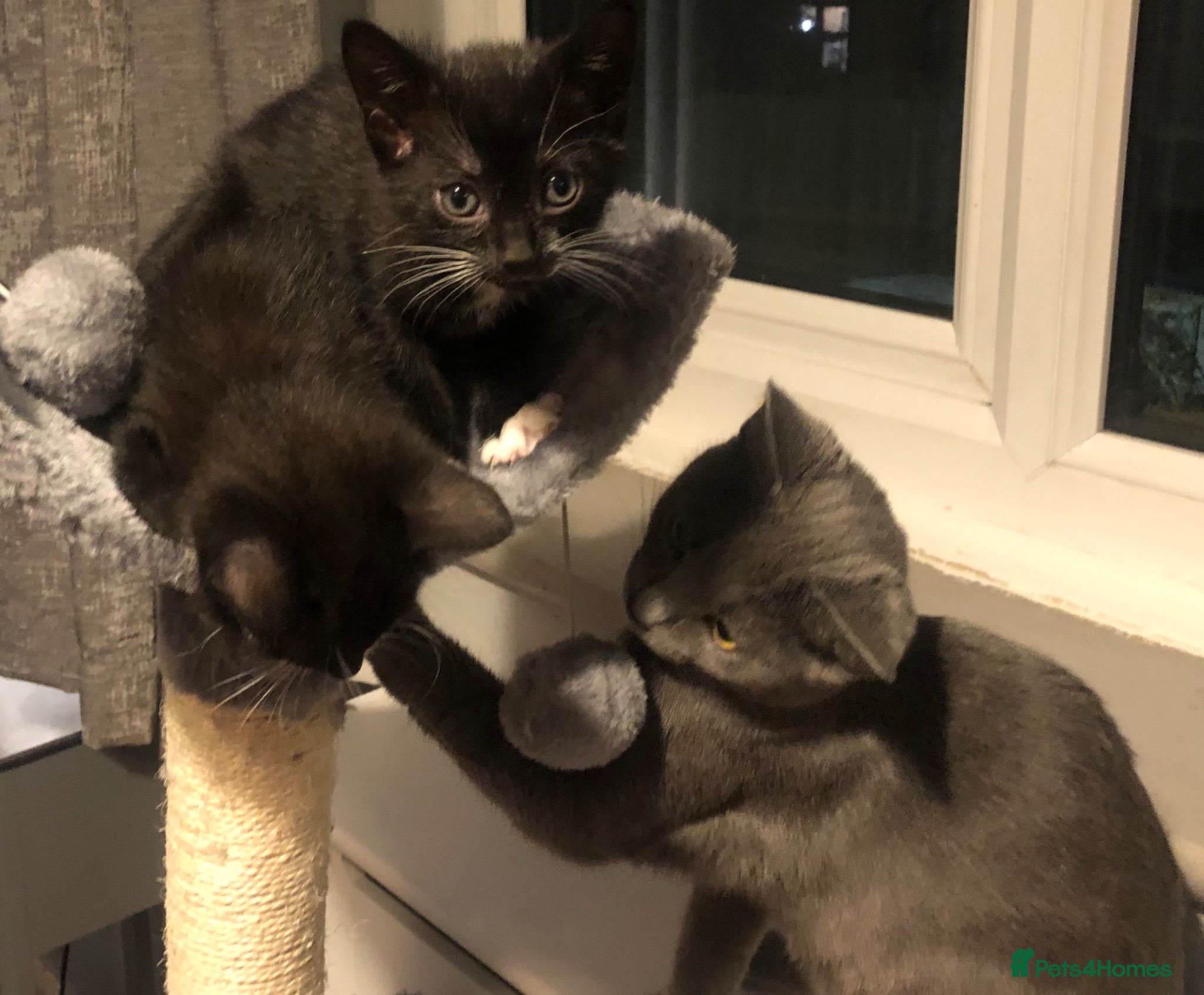 Mixed Breed cats Beautiful black and white brothers  - Advert 1