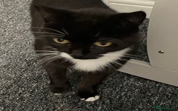 British Shorthair cats for sale: £20 British shorthair £20 - Image 4