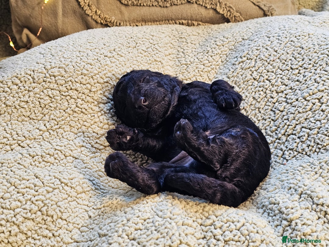 Goldendoodle dogs for sale: Exceptional Medium Goldendoodle pups for sale - Advert 18