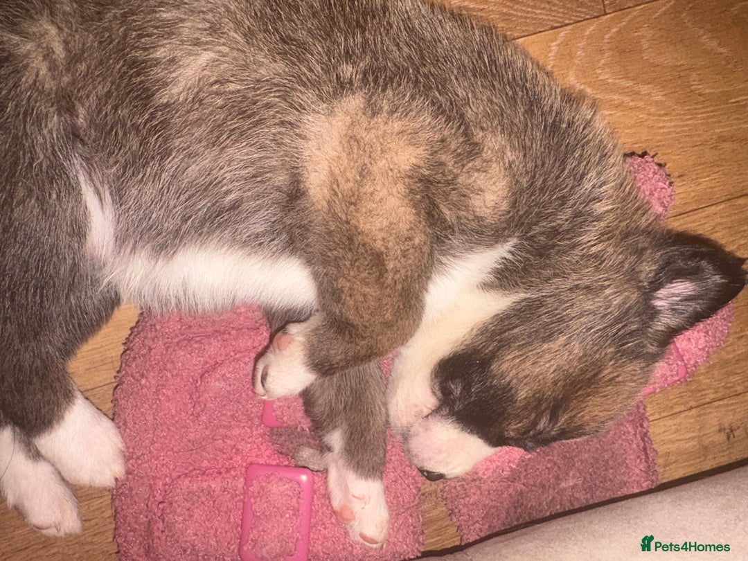 Mixed Breed dogs for sale: Lurcher x German Shepard puppies forsale - Image 23