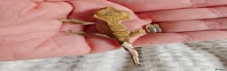 Gecko reptiles for sale: Unsexed baby crested geckos - Advert 10