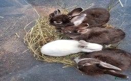 Netherland Dwarf rabbits for sale: Baby Netherland dwarf rabbits for sale £50 each  - Advert 18