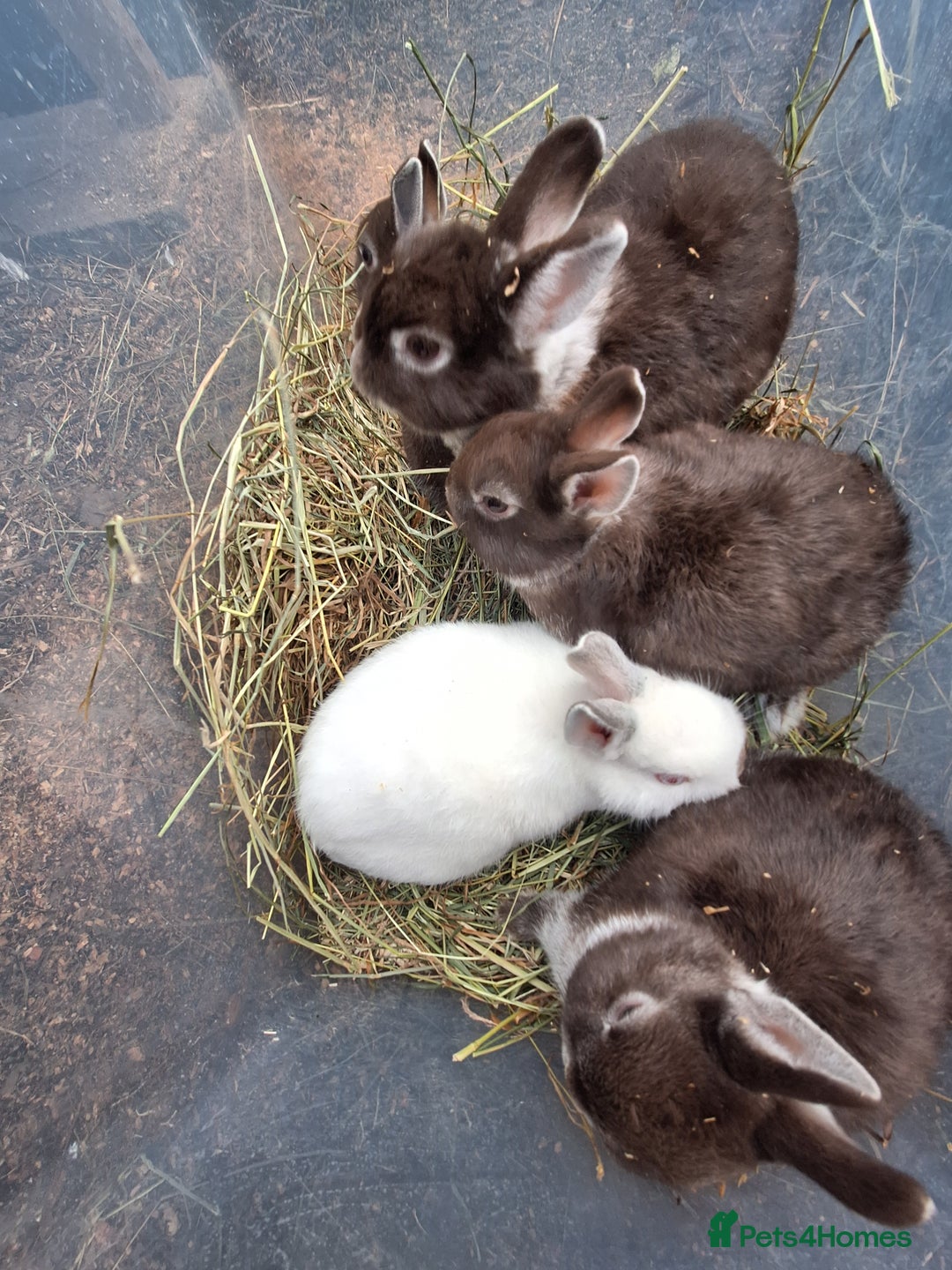 Netherland Dwarf rabbits for sale: Baby Netherland dwarf rabbits for sale £50 each  - Advert 18
