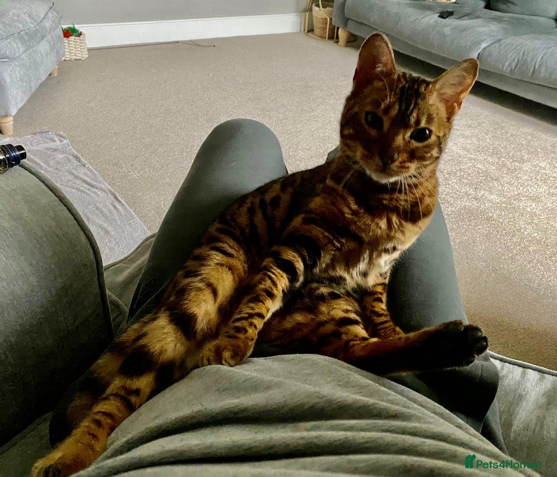 Bengal cats for sale: Beautiful Bengal Female Cat - Advert 9