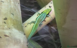 Gecko reptiles for sale: Phelsuma Klemmeri neon day gecko juveniles - Image 2