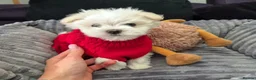 Maltese dogs for sale: 🐶Exceptional Maltese Puppies–ONLY 2 BOYS LEFT  - Advert 11
