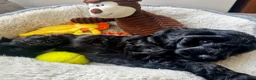 Cockapoo dogs for sale: RESERVED: Beautiful black Cockapoo boy - Advert 3