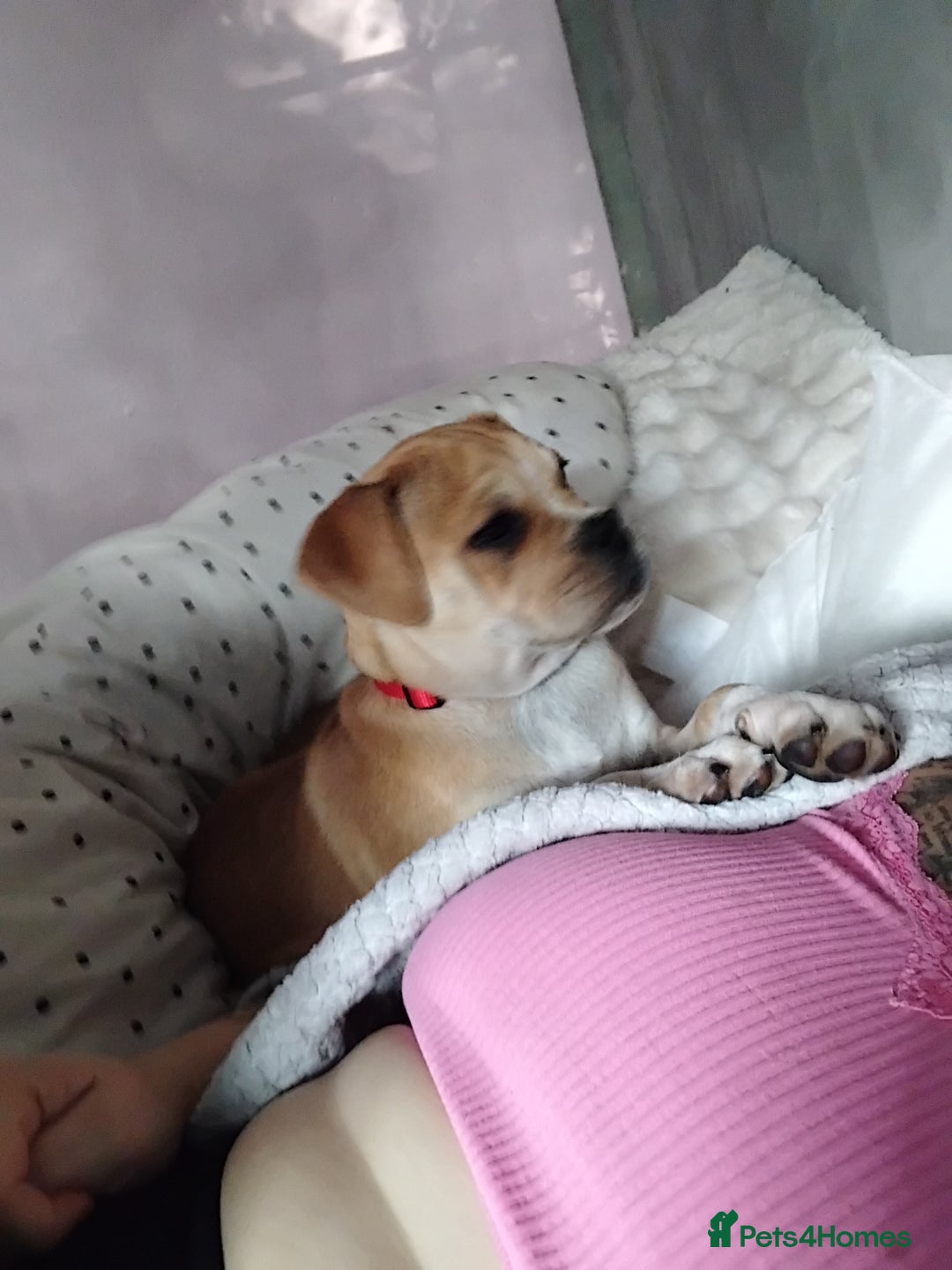 Mixed Breed dogs for sale: Pug cross bulldog - Image 2