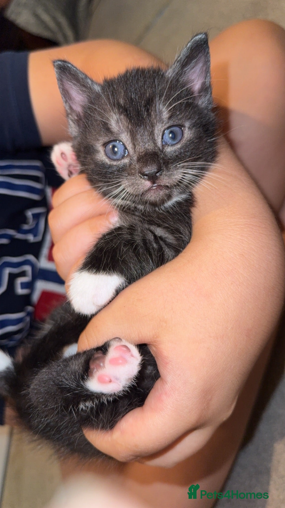 Mixed Breed cats Mixed breed kitten  - Advert 4