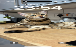Bengal cats for sale: 2 year old bengal cats  - Image 2