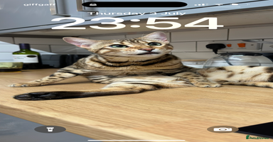 Bengal cats - Advert 8