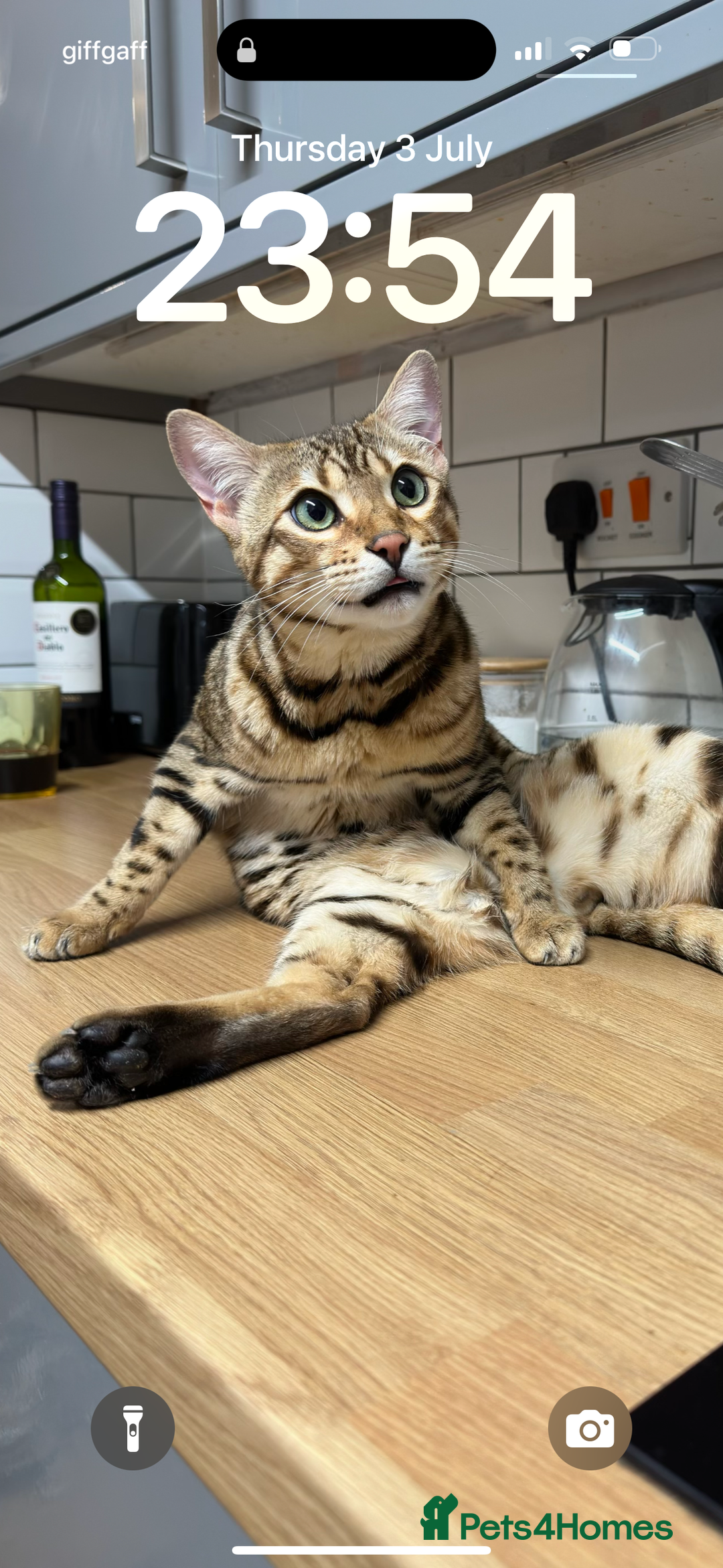Bengal cats for sale: 2 year old bengal cats  - Image 2