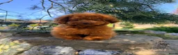 Toy Poodle dogs for sale: Asian Teddy poodle Girl very tiny - Advert 28