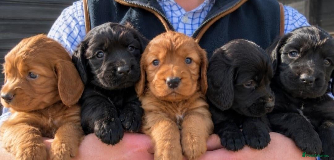 Cocker Spaniel dogs Fully Health Tested KC Reg Working Cocker Spaniels - Advert 8