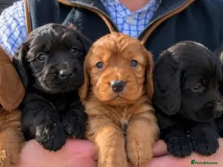 Cocker Spaniel dogs Fully Health Tested KC Reg Working Cocker Spaniels - Advert 4