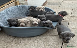 Labrador Retriever dogs for sale: Gorgeous KC Silver & Charcoal Labs - Image 2