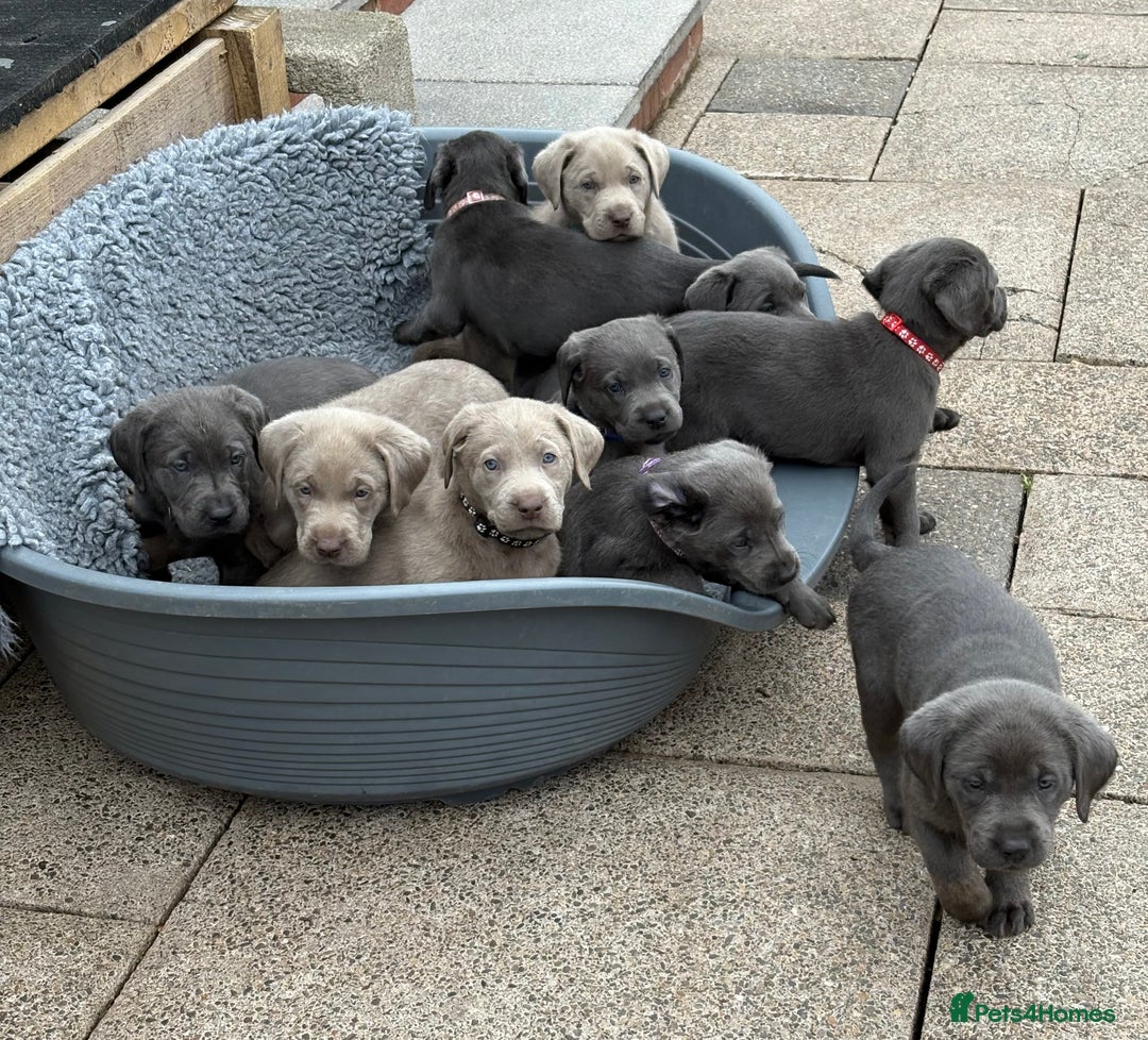 Labrador Retriever dogs for sale: Gorgeous KC Silver & Charcoal Labs - Image 2
