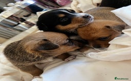 Mixed Breed dogs for sale: 1/4 pomerainian 3/4 jack Russel  - Image 2