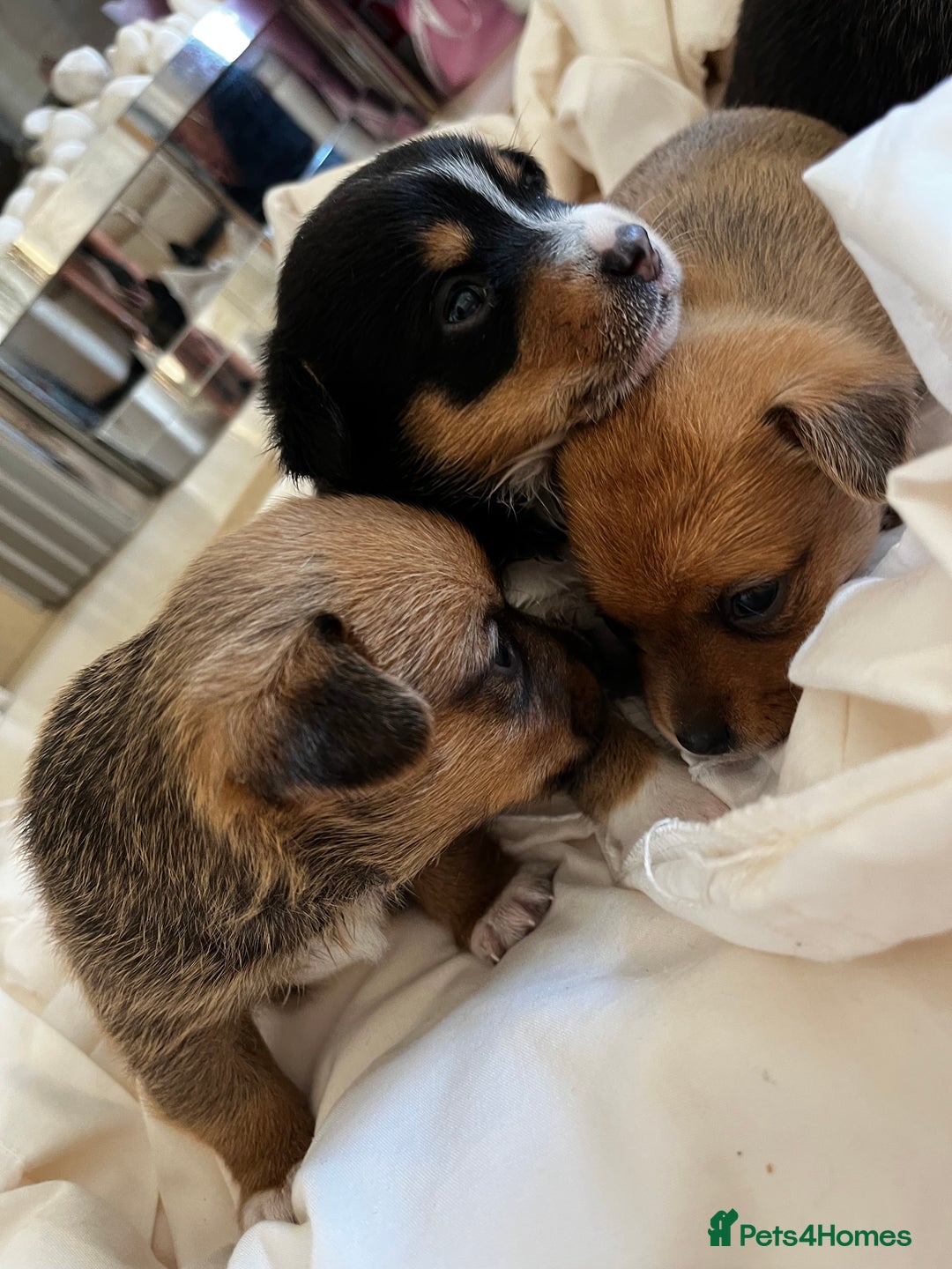 Mixed Breed dogs for sale: 1/4 pomerainian 3/4 jack Russel  - Image 2