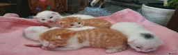 Bengal cats for sale: Bengal cross kittens - Advert 2