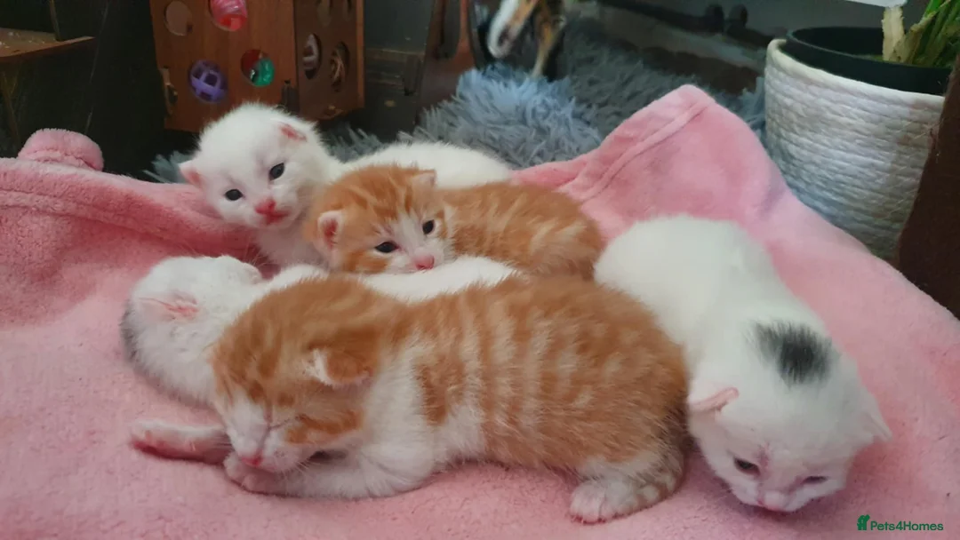 Bengal cats for sale: Bengal cross kittens - Advert 2
