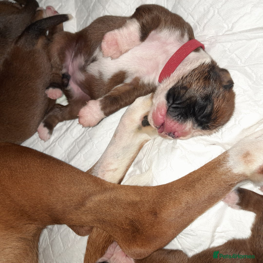 Boxer dogs for sale: Beautiful/Stunning Pedigree Boxer Puppies  - Image 11