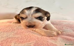 Cocker Spaniel dogs for sale: Fully health tested KC Cocker Spaniel puppies - Image 6