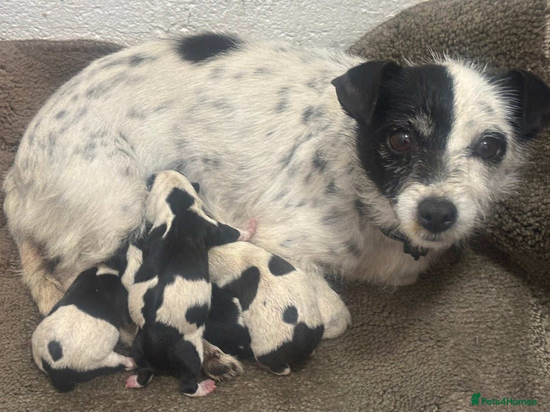 Mixed Breed dogs for sale: Jack Russell cross Yorkshire terrier puppies  - Image 9